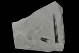 Fossil Belemnite (Youngibelus) - Germany #106352-1